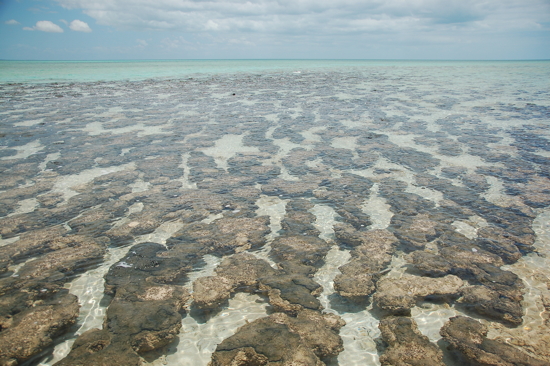 Stromatolites à Hamelin Pool