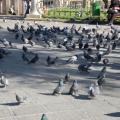 Jamais vu autant de pigeons au mètre carré!