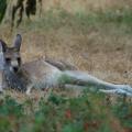 Kangourou à la sieste à Anglesea