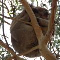 Koala près de Apollo Bay