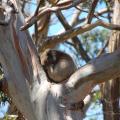 Koala près de Cape Otway