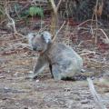 Koala au sol à Tower Hill