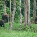 Kuala Gandah: centre pour éléphants