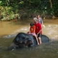 Le bain avec les éléphants