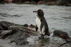 Pingouin des Galapagos.jpg