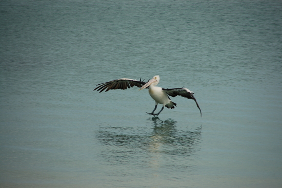 Pélican à Monkey Mia