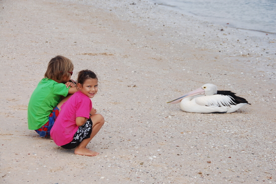 A Monkey Mia avec un pélican