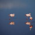 A la Laguna Colorada