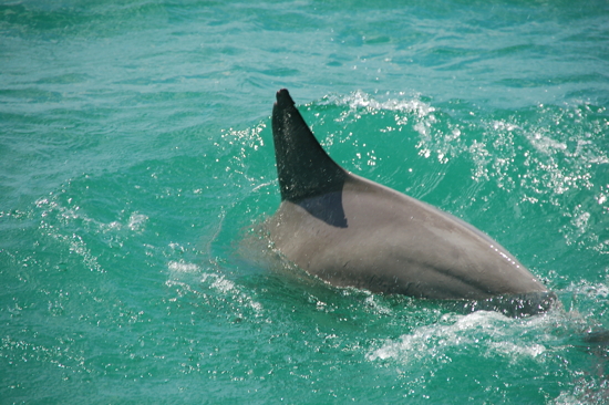 Rhombass, un des dauphins de Monkey Mia vu au large
