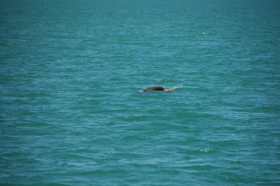 Un des dugongs aperçus