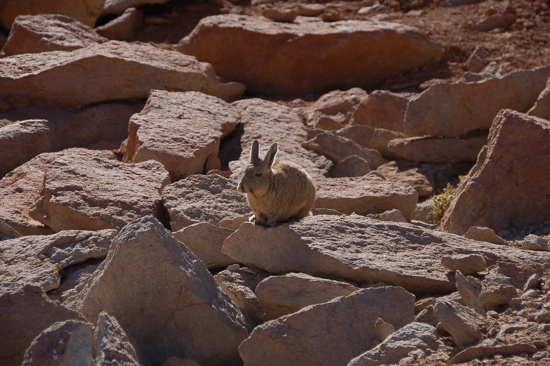 Viscacha, lapin des Andes