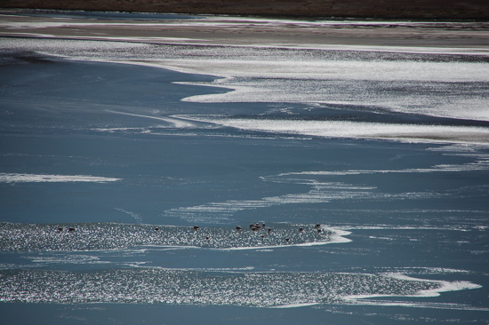 Flamants roses