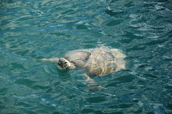 Tortue verte à Monkey Mia