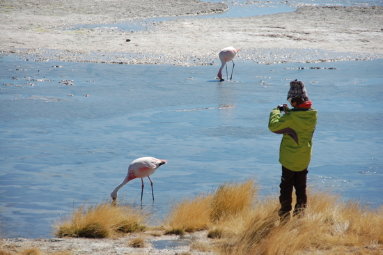 Si près des flamants