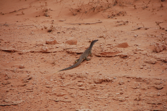 Lézard au bord de la route