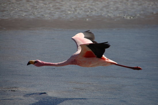 Flamant rose en plein vol