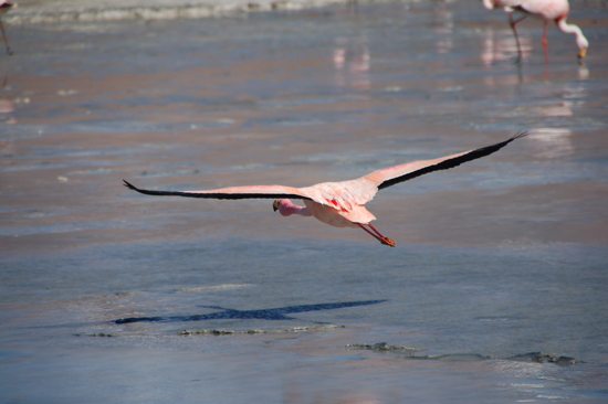 Flamant rose en plein vol