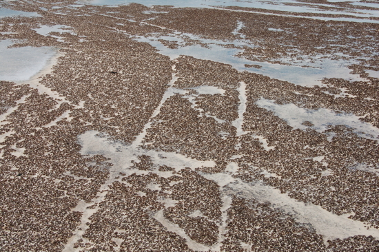 Les races des chariots de laines dans les stromatolites