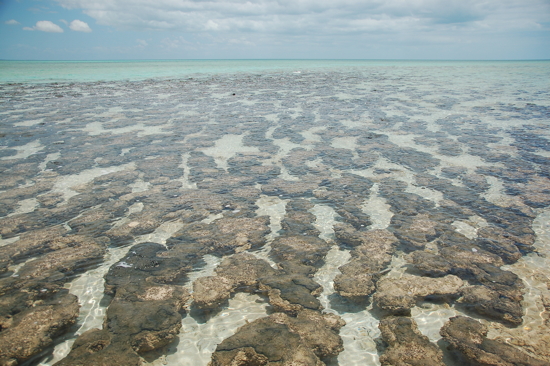 Stromatolites à Hamelin Pool