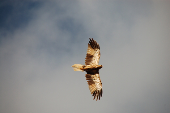 Majestueux rapace