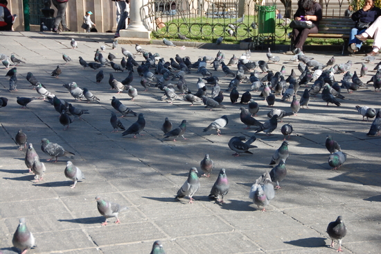 Jamais vu autant de pigeons au mètre carré!