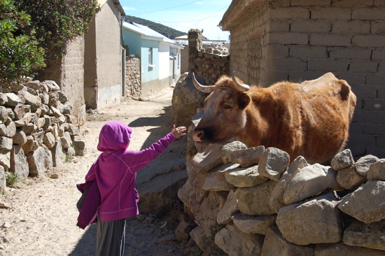 Une vache avec des cornes!
