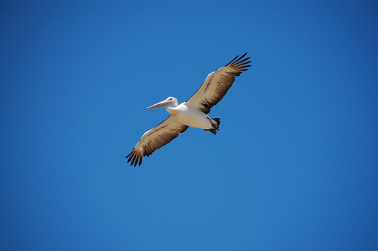 Pélican en plein vol à Phillip Island