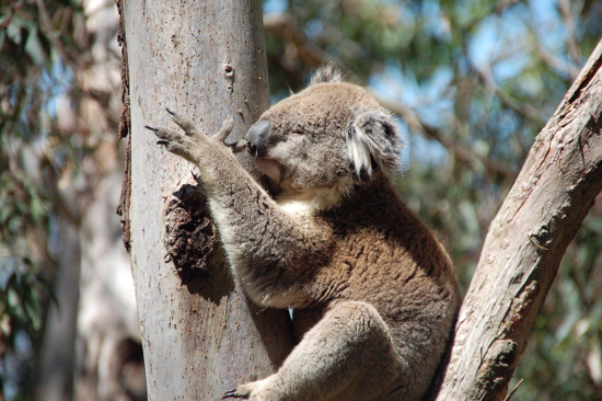 Koala  Phillip Island