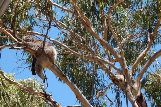 Koala à Phillip Island