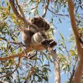 Koala  Phillip Island