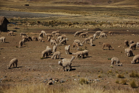 Alpagas entre Puno et Cuzco