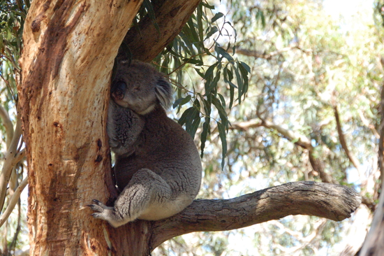 Koala  Phillip Island