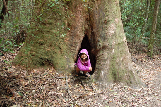 Dans la rainforest près de Cape Otway