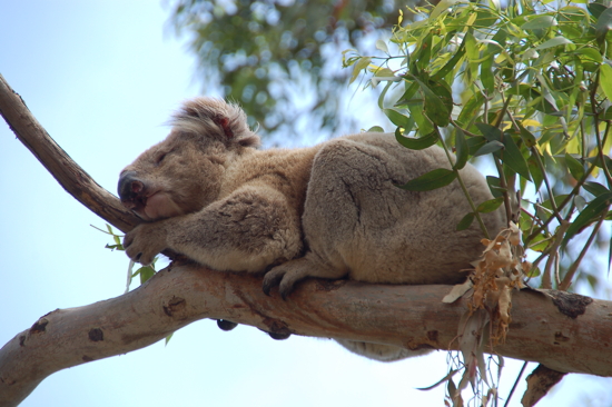 Koala près de Cape Otway