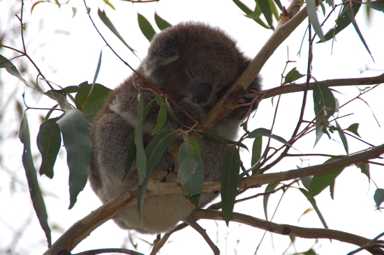 Jeune koala près de Cape Otway