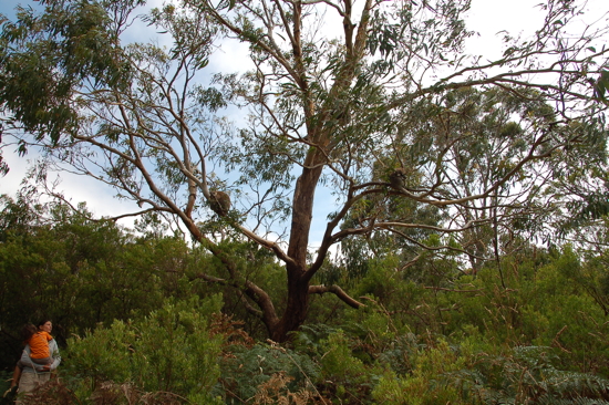 Quatre koalas cachés dans l'arbre