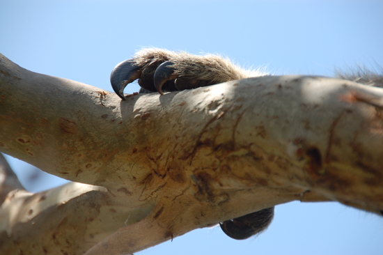 Griffe de koala près de Cape Otway