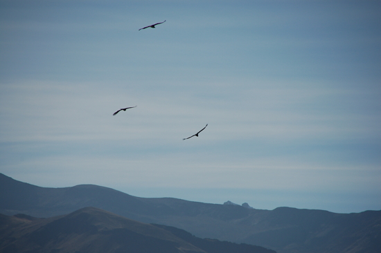 Condors