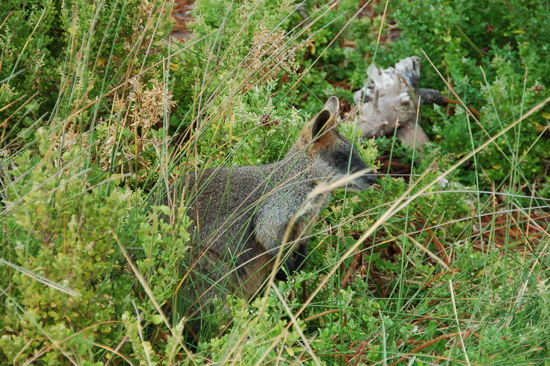 Wallaby à Port Fairy