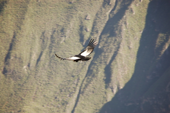 Condor