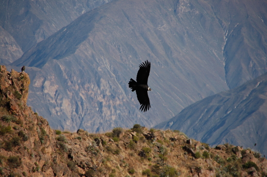 Condor