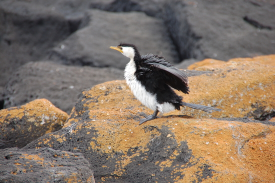 Cormoran à Port Fairy