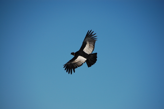 Condor