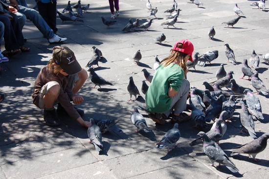 Nos enfant se découvrent une passion pour les pigeons...