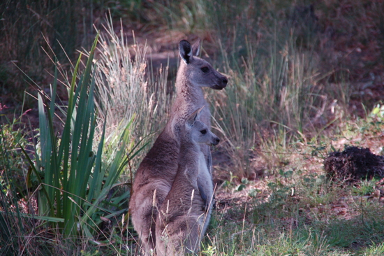 Maman et son petit à Halls Gap