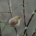 Pinson des Galapagos