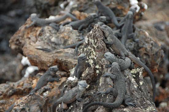 Quelques iguanes marins