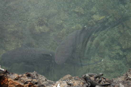 Requin pointes blanches