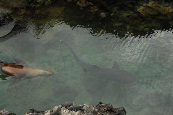 Otarie et requin pointes blanches