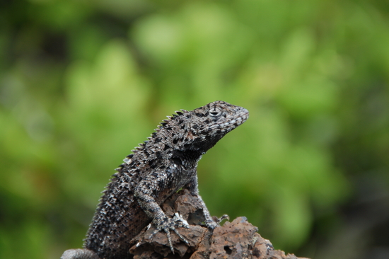 Lézard 